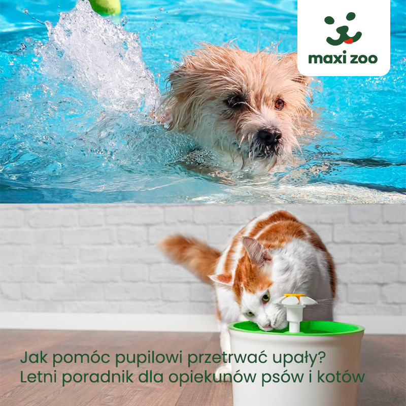 MAXI ZOO: jak pomóc pupilowi przetrwać upały?