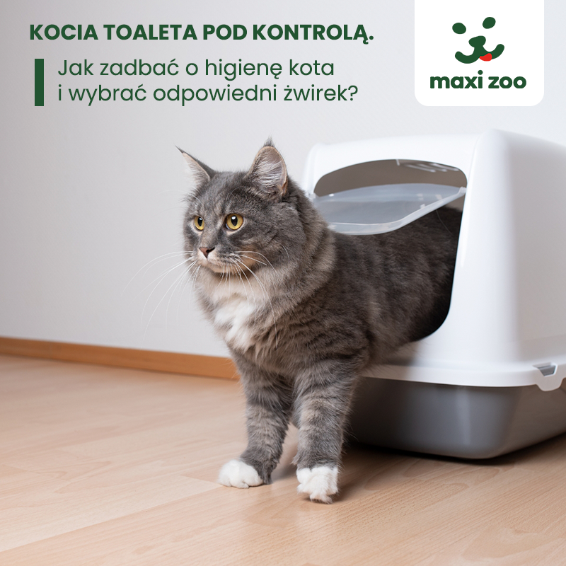 MAXI ZOO: kocia toaleta pod kontrolą. Jak zadbać o higienę kota i wybrać odpowiedni żwirek?